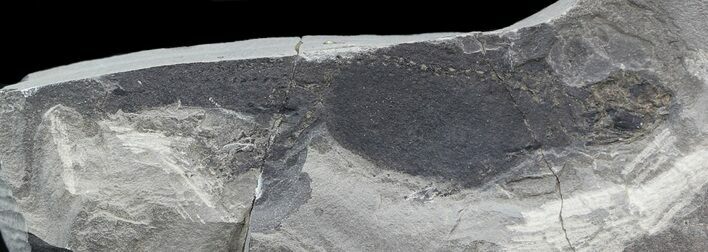 Permian Branchiosaur (Amphibian) Fossil - Germany #44401